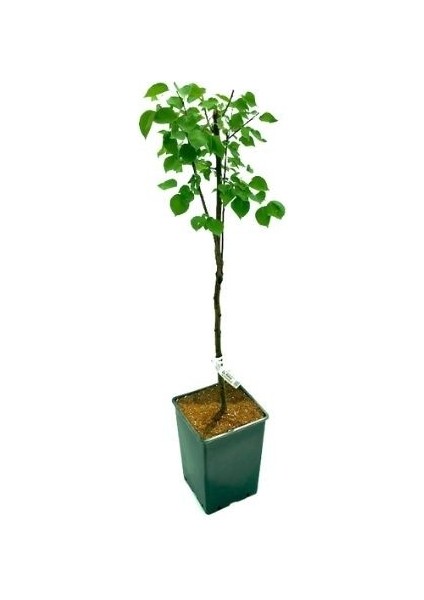 Kayısı Fidanı Ninfa 3 Yaş 120 cm Saksıda
