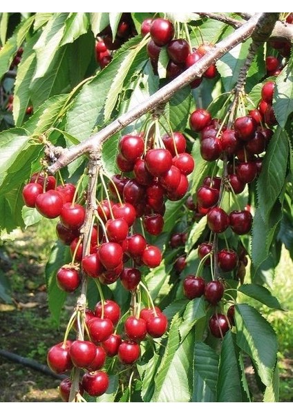 Kiraz Fidanı Lambert 120 cm