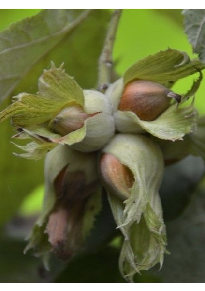 Fındık Fidanı Mincane Sarı Yağlı 3 Yaş 120 cm Saksıda