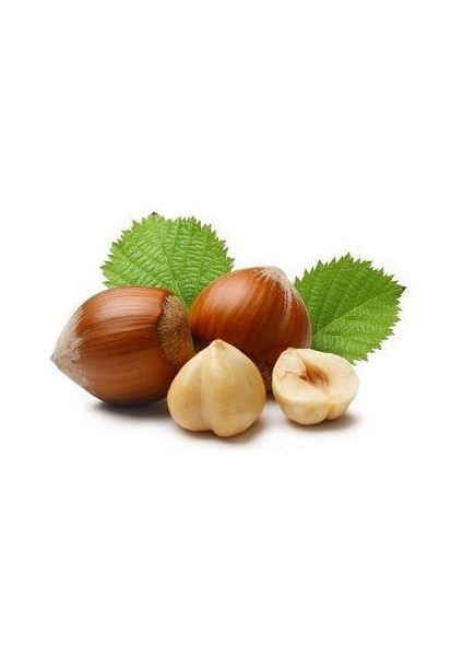 Fındık Fidanı Mincane Sarı Yağlı 3 Yaş 120 cm Saksıda fiyatları