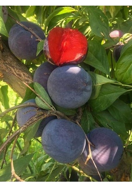 Erik Fidanı Black Splendor 4 5 Yaş Saksıda