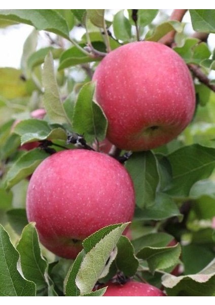 Elma Fidanı 120 cm Saksıda