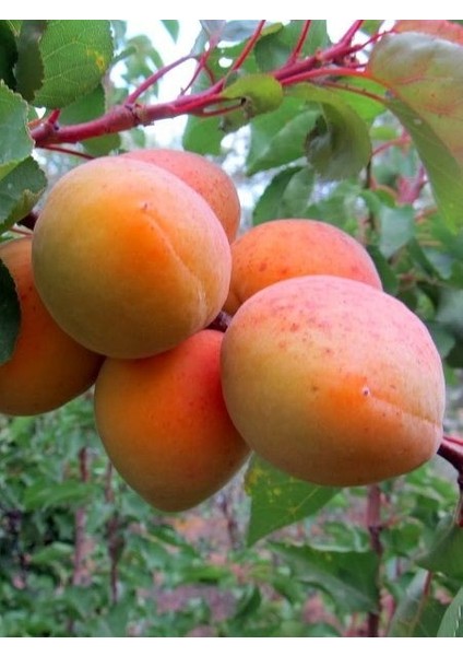 Kayısı Fidanı Roxana 4 5 Yaş Saksıda