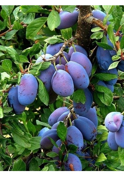 Erik Fidanı Italyan 4 Yaş Saksıda