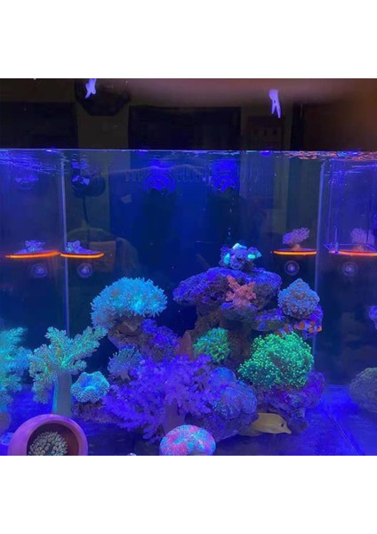 Pembe Tarzı Floresan Mercan Frag Raf Braketi Akrilik Deniz Akvaryumu Reef Balık Tankı Dekorasyon Su Tesisi Aksesuarları (Yurt Dışından) modelleri
