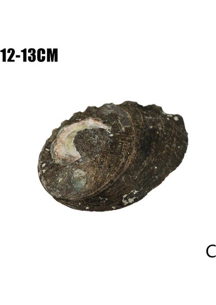 C Stili Doğal Yeni Zelanda Abalone Kabuğu Büyük Kabuklu Dıy Ev Dekorasyon Akvaryum Peyzaj Düğün Peyzaj Decoraition El Sanatları Hediye (Yurt Dışından)