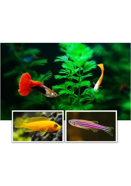 25G Tarzı 250 ml Süs Balığı Yemi Altın Balık Koi Japon Balığı Küçük Orta Boy Tropikal Balık Pul Yem ve Akvaryum Aksesuarları (Yurt Dışından) modelleri
