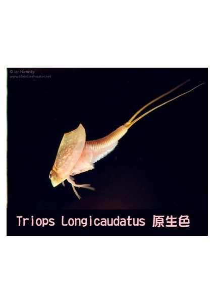 Beyaz Stil Üçlü Set Su Oyuncakları Triops Akvaryum Pet Trioeggs (Yurt Dışından)
