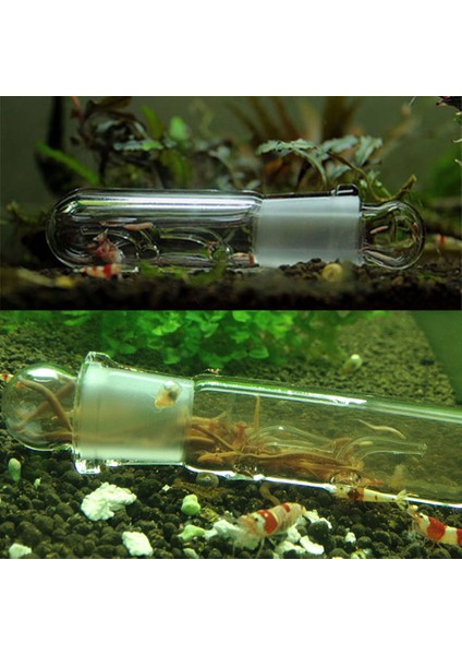 Gösteri Stili Olarak Salyangoz Sülük Vivaryum Haşere Yakalama Tuzağı Karides Solucan Planaria Sülük Catcher 3 Delik 97BB (Yurt Dışından) fırsatları