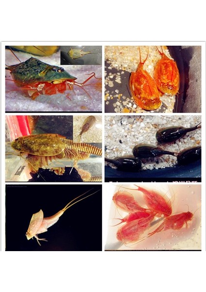 Gök Mavisi Tarzı Üçlü Set Su Oyuncakları Triops Akvaryum Pet Trioeggs (Yurt Dışından)