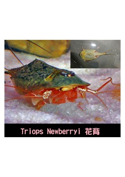 Gök Mavisi Tarzı Üçlü Set Su Oyuncakları Triops Akvaryum Pet Trioeggs (Yurt Dışından)