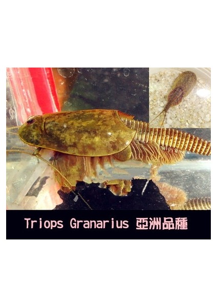 Gök Mavisi Tarzı Üçlü Set Su Oyuncakları Triops Akvaryum Pet Trioeggs (Yurt Dışından)