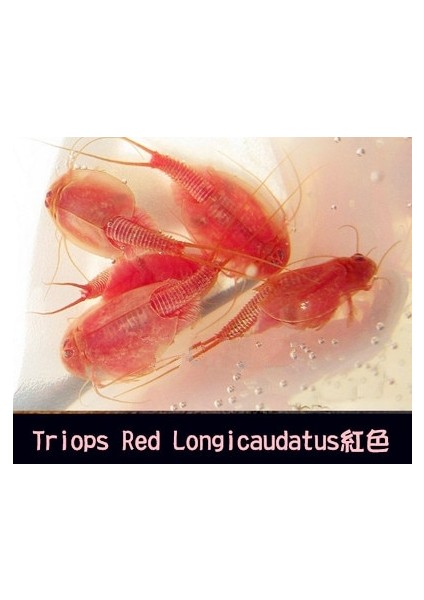 Lacivert Tarzı Üçlü Set Su Oyuncakları Triops Akvaryum Pet Trioeggs (Yurt Dışından)