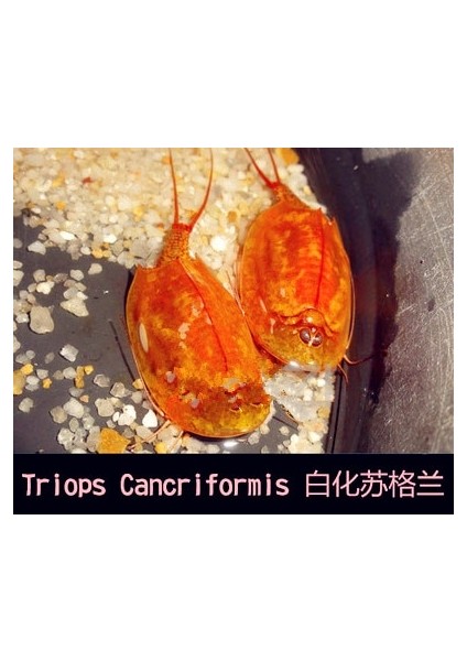 Lacivert Tarzı Üçlü Set Su Oyuncakları Triops Akvaryum Pet Trioeggs (Yurt Dışından)