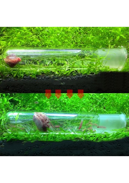 B Tarzı Akvaryum Planarian Tuzak Balık Tankı Solucan Tuzak Balık Tankı Zararlı Yakalama Tuzak Sülük Yakalayıcı Planarian Flatworm Için (Yurt Dışından) modelleri
