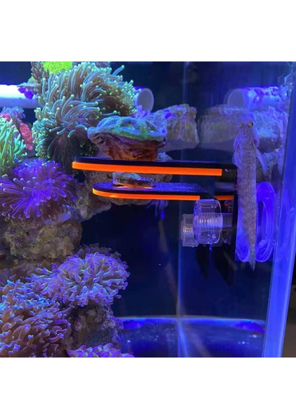 B Yeşil Stil Balık Tankı Floresan Mercan Frag Raf Braketi Akrilik Akvaryum Resifi Fişler Tutucu Vantuzlu Su Tesisi Standı (Yurt Dışından) modelleri