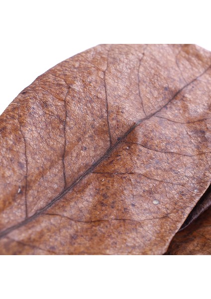 Badem Ağacı Akvaryum Temizlik Aracı Terminalia Yaprağı ile - Doğal Akvaryum Temizleme Fırçası (Yurt Dışından)