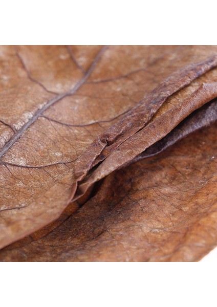 Badem Ağacı Akvaryum Temizlik Aracı Terminalia Yaprağı ile - Doğal Akvaryum Temizleme Fırçası (Yurt Dışından) fiyatları