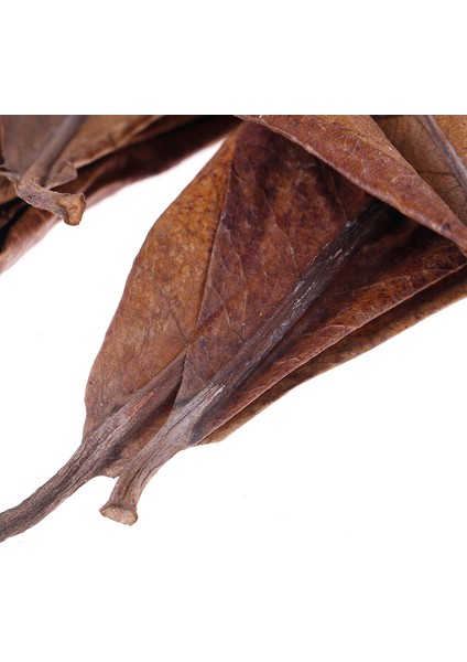 Badem Ağacı Akvaryum Temizlik Aracı Terminalia Yaprağı ile - Doğal Akvaryum Temizleme Fırçası (Yurt Dışından) modelleri