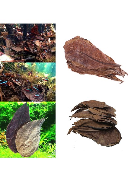 Badem Ağacı Akvaryum Temizlik Aracı Terminalia Yaprağı ile - Doğal Akvaryum Temizleme Fırçası (Yurt Dışından) fırsatları