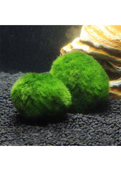 Yeşil Stil 2cm Yosun Topları Canlı Akvaryum Bitkisi Algi Frimp Tank Süsü Yeşil Akvaryum Süsü Ön Planda Çim (Yurt Dışından) fırsatları