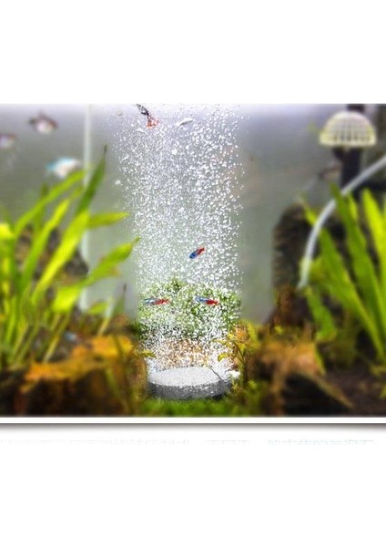60MM Hava Kabarcığı Taş Aerator Gölet Pompası Hava Taşı Kabarcık Diski Akvaryum Hava Pompası Hidroponik Oksijen Tabakası Için Akvaryum Balık Tankı (Yurt Dışından) fiyatları