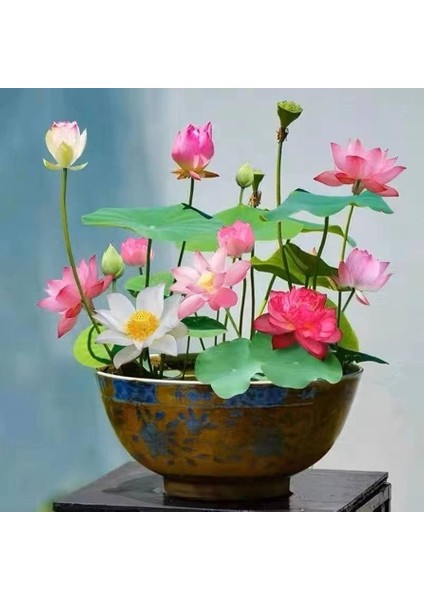 5 Adet Tohum Nadir Karışık Renkli Kase Lotus Çiçeği Tohumu Nilüfer Kase Lotus