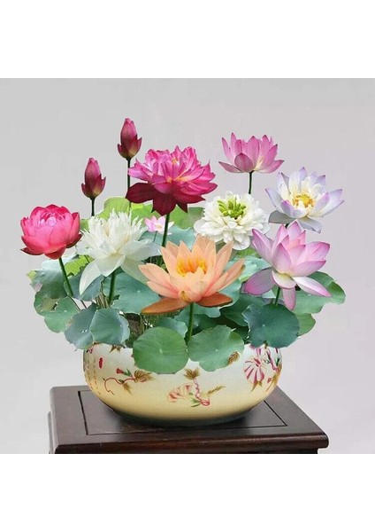 15 Adet Tohum Nadir Karışık Kase Lotus Rengarenk Nilüfer Su Çiçeği Tohumu Orjinal