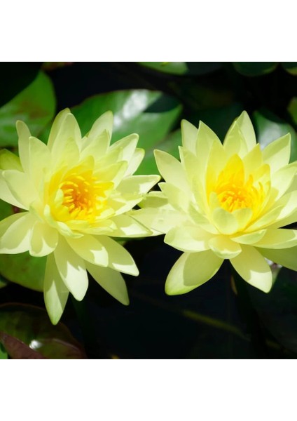 5 Adet Tohum Kutsal Sarı Renkli Kase Lotus Çiçeği Asya Nilüfer Çiçekleri Hediye Tohumlu