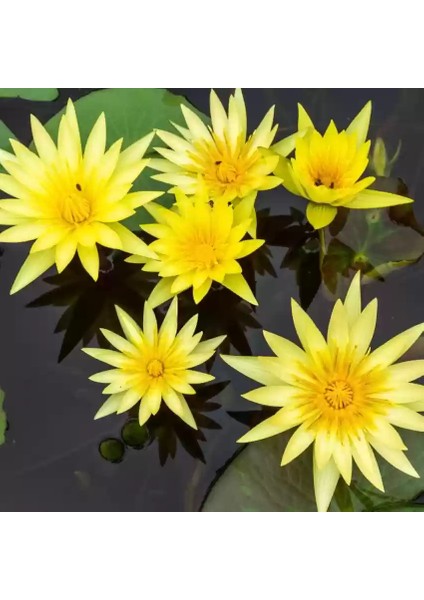 10 Adet Tohum Sarı Kutsal Kase Lotus Çiçeği Tohumu Nilüfer Lotus