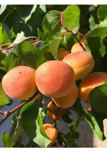 Kayısı Fidanı Şekerpare 120 cm Saksıda