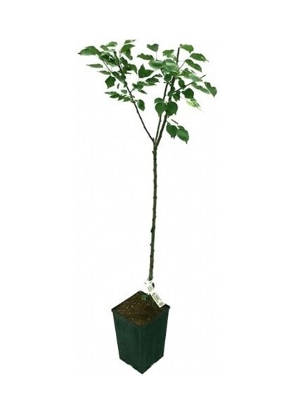 Kayısı Fidanı Şekerpare 120 cm Saksıda fiyatları