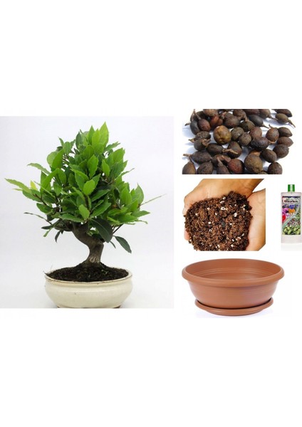 Defne Ağacı Bonsai Ekim Seti (Tohum,toprak,saksı,bitki Besini)
