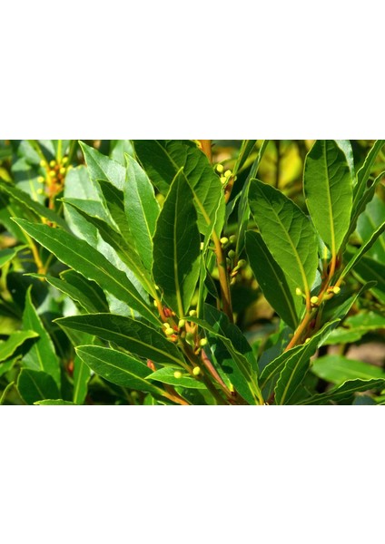 Defne Ağacı Bonsai Ekim Seti (Tohum,toprak,saksı,bitki Besini) fiyatları