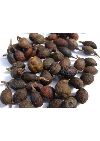 Defne Ağacı Bonsai Ekim Seti (Tohum,toprak,saksı,bitki Besini) modelleri