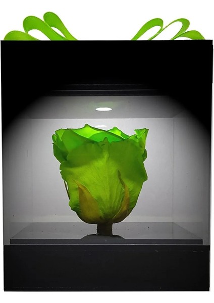 LED Işıklı Pleksi Kutuda Yeşil Solmayan Gül (Xl) & Isikli Cicek Sevgiliye Özel Hediye & Ekvator Gülü