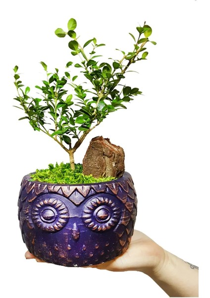 Navy Blue Buxus Bonsai & Seramik Baykuş Desenli Saksı & Hediye Salon Cicegi & 20-25 cm fiyatları