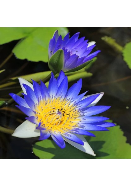 10 Adet Tohum Nadir Kutsal Mavi Kase Lotus Çiçek Tohumu Sürpriz Hediye Tohumlu