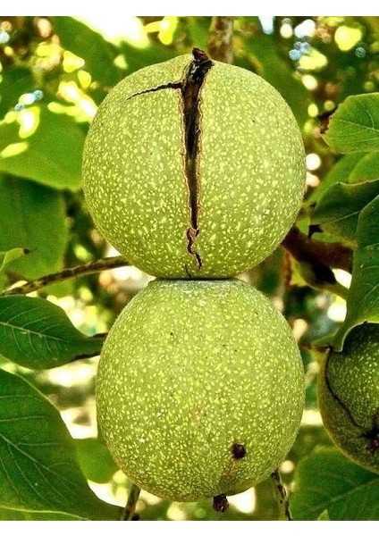 Ceviz Fidanı Yalova 3 60 cm Açık Köklü