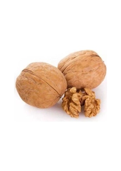 Ceviz Fidanı Yalova 3 60 cm Açık Köklü fiyatları