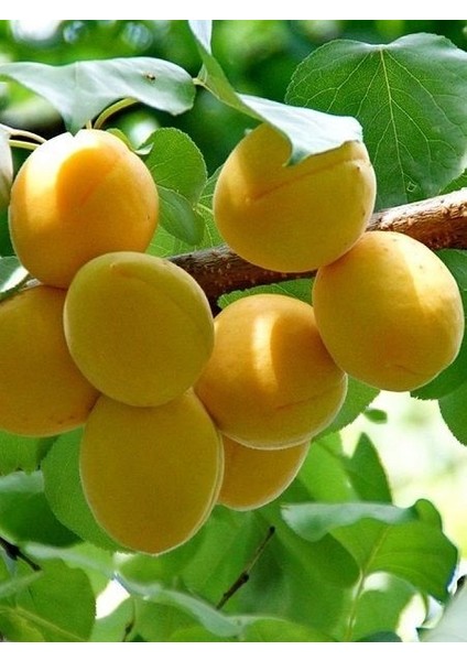 Kayısı Fidanı Iğdır Şalak 4 Yaş Saksıda