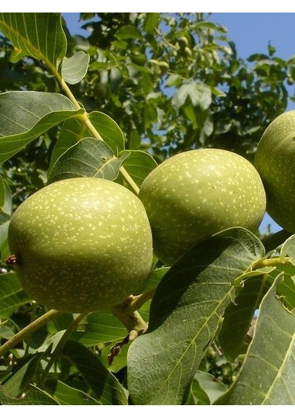 Ceviz Fidanı Bilecik 60 cm Açık Köklü