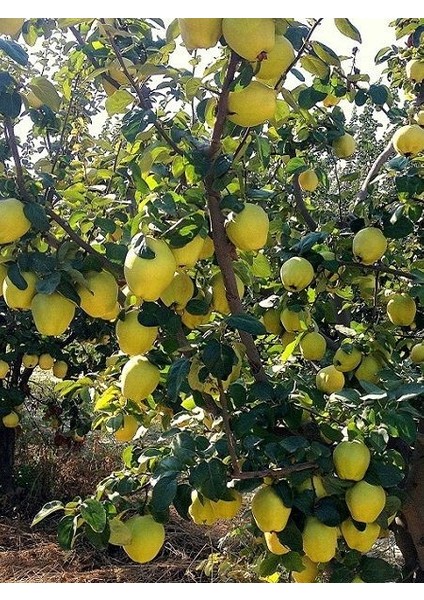 Ayva Fidanı Ekmek 120 cm Açık Kök