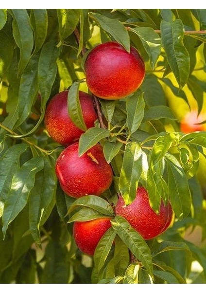 Nektarin Fidanı Tüysüz Erkenci 120 cm