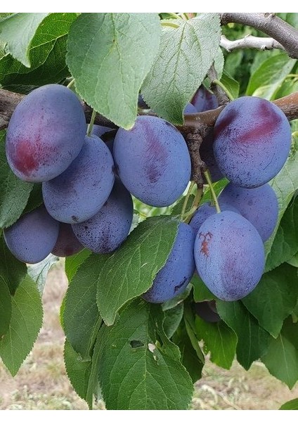 Erik Fidanı Briton 120 cm Açık Köklü