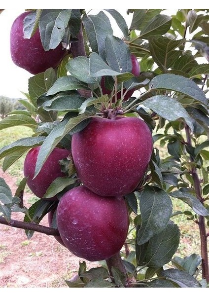 Elma Fidanı Starkrimson Delicious 120 cm Açık Köklü