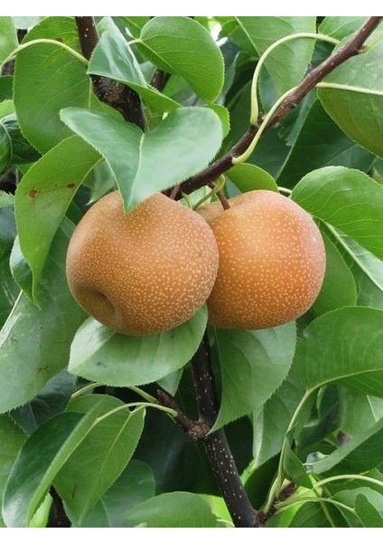 Armut Fidanı Naşi Armudu Nashi Hosui 120 cm