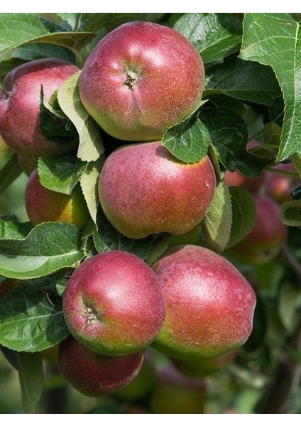 Elma Fidanı Jersey Mac 120 cm Açık Köklü