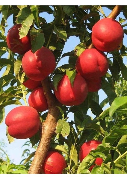 Nektarin Fidanı Tüysüz Geç 120 cm Açık Kök