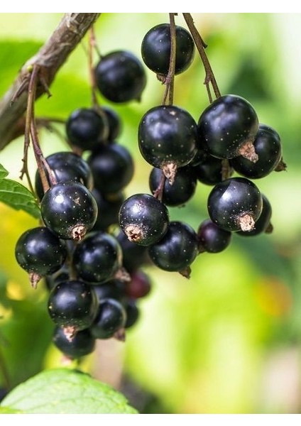 Frenk Üzümü Fidanı Kokulu Siyah Ribes Nigramum Ben Sarek Saksıda